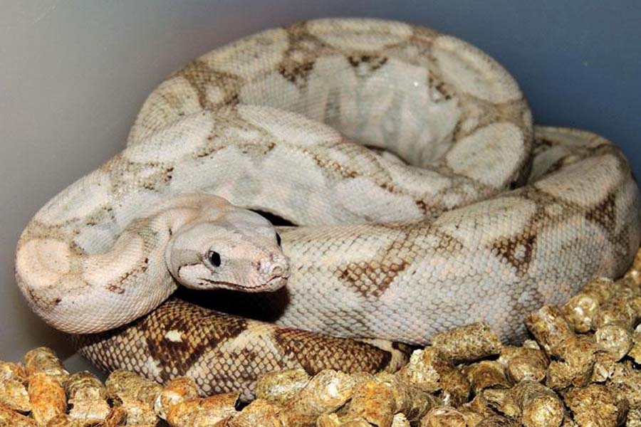 HOG ISLAND BOA-EN UNIK ART FRÅN KARIBIEN