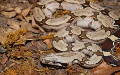 BOA CONSTRICTOR- KUNGEN BLAND BOAORMAR