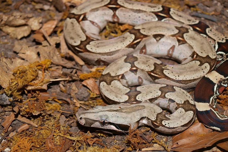 Boa constrictor – kungen bland boaormar