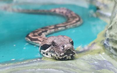 DUMERILS BOA – EN FASCINERANDE ORM