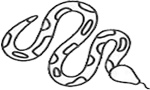 constrictorboa.com